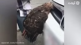 با سر رفته تو ماشین