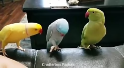 بامزه ترین و خنده دارترین طوطی ها