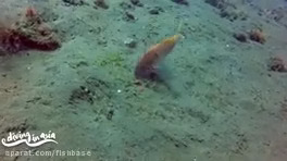 بزماهی سینابر: Parupeneus heptacanthus