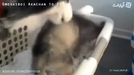 توله سگ های ناخلف