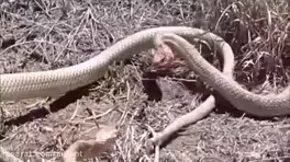 جفت گیری ,جنگ حیوانات , جفت گیری حیوانات , جفت گیری مار ,