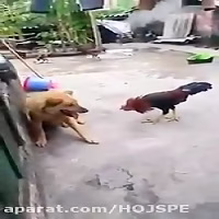 جنگ باور نکردنی خروس و سگ