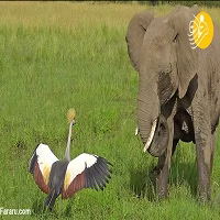 جنگ جالب درنا با فیل