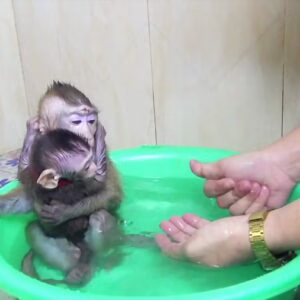 حمام کردن بچه میمون های بازیگوش