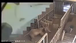 حمله وحشتناک حیوانات وحشی به انسان ها از شیر وکرگدن تا مارو کرکودیل