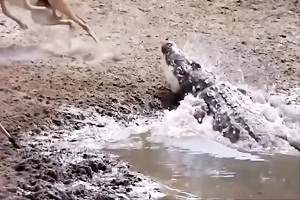 حیات وحش، حملات وحشیانه کروکودیل به شکار