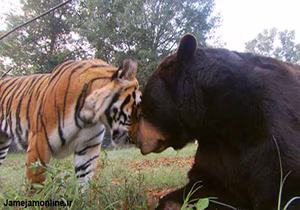 شکار عالی از ببر بنگال