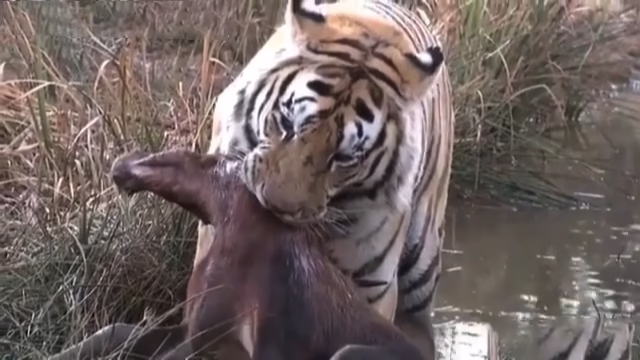 عاقبت مرگبار گلاویز شدن کل پیشانی‌ سفید با ببر + فیلم