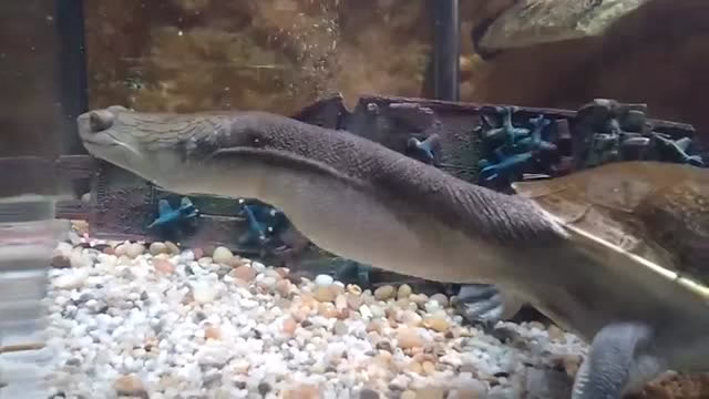 لاک پشتی عجیب با گردن مار مانند