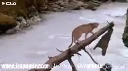 مستند حیات وحش