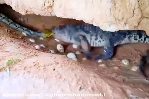 کلیپ زیبا از درگیری نار تمساح