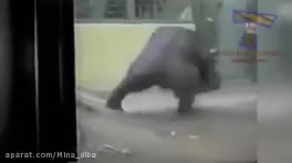 کلیپ فان و خنده دار حیوانات