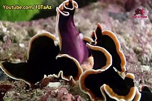 ۱۵ عادت عجیب و غریب در جفت گیری در حیوانات - جالب و دیدنی