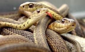 14 مبارزه خشن بین حیوانات وحشی - مارهای مرگبار