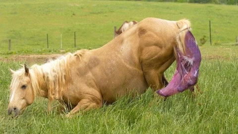 فیلم بچه دار شدن اسب بدنیا آمدن کره اسب - زایمان اسب