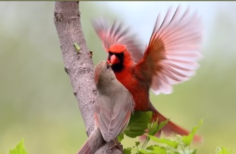 جفت گیری حیوانات Animals Sing For Sex