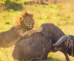 جنگ بوفالو و دو شیر | نبرد حیوانات وحشی