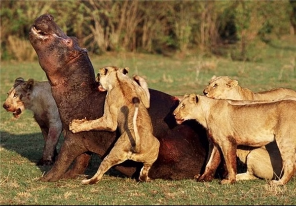 جنگ حیوانات و نبرد تن به تن حیوانات درنده
