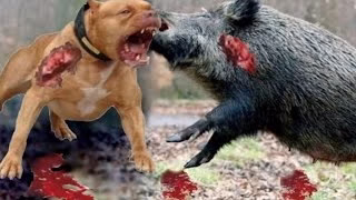 جنگ حیوانات وحشی و درنده در حیات وحش