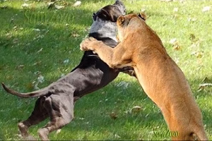 جنگ و نبرد سگ ها با حیوانات وحشی