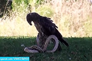 حمله حیوانات وحشی مبارزه خطرناک عقاب و مار