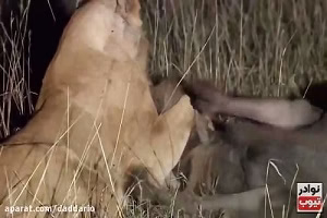 حیات وحش، بی رحمی شیرها