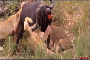 حیوانات وحشی قدرتمند | بوفالو در مقابل شیر ، کروکودیل مقابل پلنگ