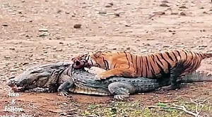 شکار تمساح بالغ توسط ببر بنگال