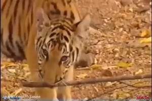 شیر و ببر و تمساح | کفتار و پلنگ و سگ وحشی | جنگ قوی ترین حیوانات وحشی