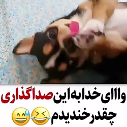 صداگذاری روی حیوانات _ کلیپ طنز