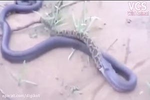 لحظات دیدنی و شگفت انگیز از شکار کردن حیوانات