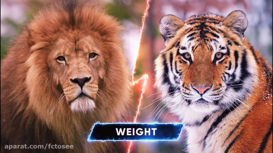 مجموعه مبارزه حیوانات وحشی: ببر ، شیر، خرس، تمساح