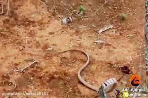 نبرد های جذاب حیوانات | جنگ بین پرنده و سوسمار