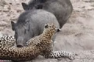 کلیپ ترسناک از یه خوک وحشی