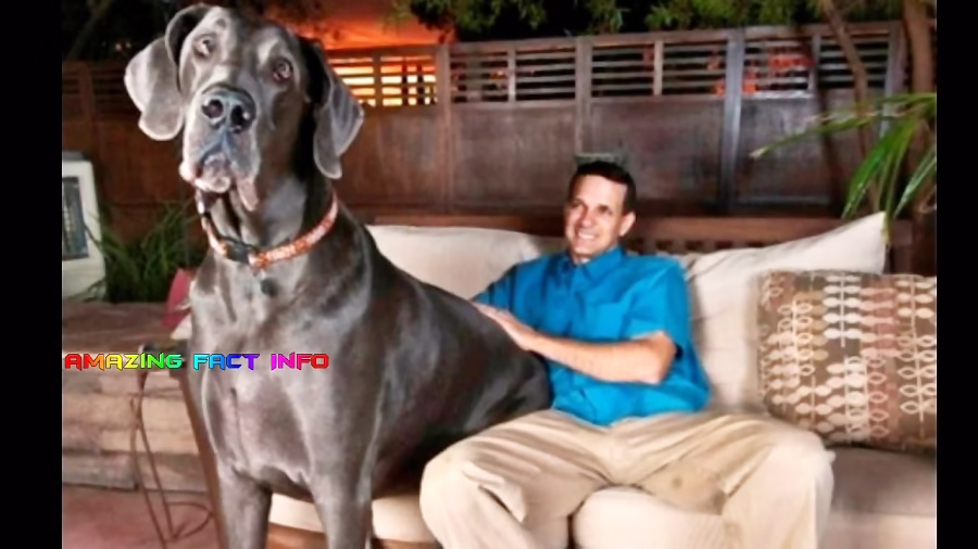 10 تا از بزرگترین حیوانات خانگی که باور نمی کنید واقعی باشند