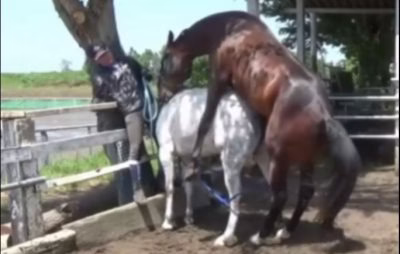 تزاوج الخيول والحمير tazawaj alkhuyul walhamir