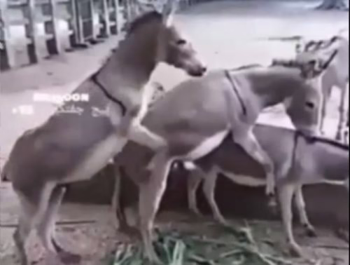 تزاوج حمار المزرعة