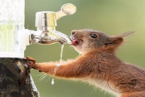 تقاضای آب جالب سنجاب