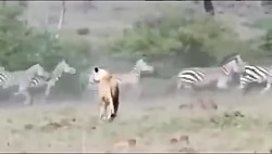 جفت پای محکم گور خر بر دهان نره شیر درنده افریقایی و لت و پار کردن شیر