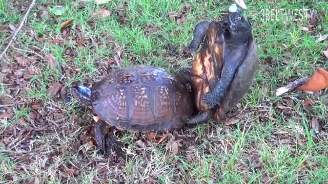 جفت گیری نا موفق لاکپشت ها