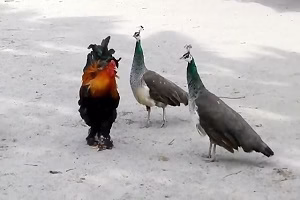 جنگ خروس با هشت طاووس