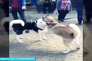 جنگ دیدنی بین سگ های هاسکی