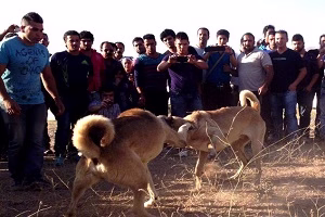 جنگ سگ سرابی