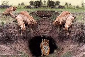 جنگ قوی ترین حیوانات وحشی