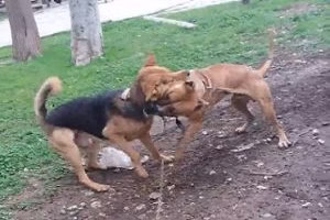 جنگ پیت بول و سگ گرگی