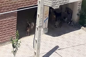 دعوای جالب سگ های گله برای جفت گیری با یک سگ ولگرد