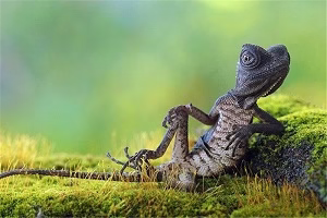 رفتارهای حیرت انگیز و عجیب حیوانات