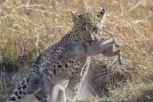 شکار کل حیوانات توسط پلنگ