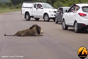 شیر نشان می دهد که گردشگران چرا باید در داخل اتومبیل خود بمانید