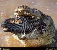 لم نمادهای حیات وحش - شکارچیان آفریقا